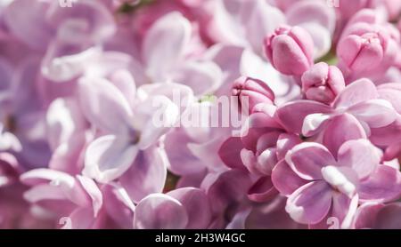 Blühender Zweig der lila Frottee-Flieder im Frühling Stockfoto