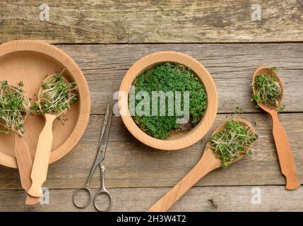 Grüne Sprossen aus Chia, Rucola und Senf in einem Holzlöffel auf grauem Hintergrund aus alten grauen Brettern, Draufsicht. Nützliches Zubehörsatz Stockfoto