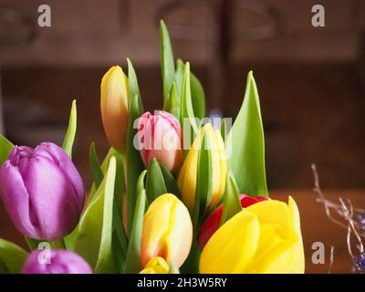 Nahaufnahme von bunten Tulpen Stockfoto