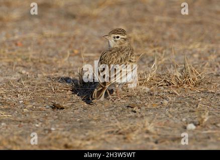 Größere Kurzzungenlark (Calandrella brachydactyla) auf dem Boden mit Kopf gedreht kleinen Rann von Kachchh, Gujarat, Indien November Stockfoto