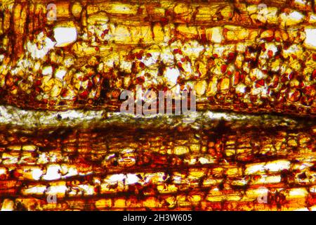 Mikroskopische Ansicht des Rindenabschnitts der Schottenkiefer (Pinus sylvestris). Hellfeldbeleuchtung. Stockfoto