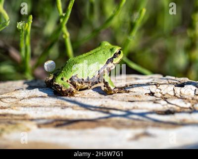 Nahaufnahme eines japanischen Baumfrosches auf einem Holzbrett unter Sonnenlicht Stockfoto