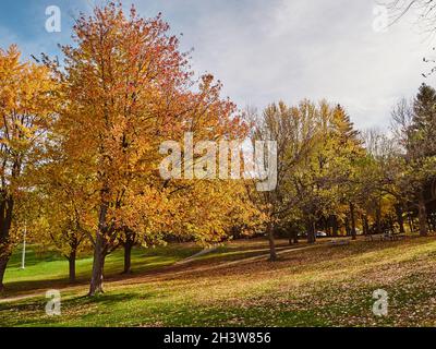 Herbstbäume, die gelb und rot werden, mit gefallenen Blättern im Mount-Royal (Mont-Royal) Park in Montreal, Kanada. Stockfoto