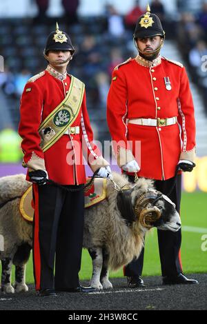 DERBY, GROSSBRITANNIEN. 30. OKTOBER Swaledale RAM, Private Derby des Mercia Regiment während des Sky Bet Championship-Spiels zwischen Derby County und Blackburn Rovers im Pride Park, Derby am Samstag, 30. Oktober 2021. (Kredit: Jon Hobley | MI News) Kredit: MI Nachrichten & Sport /Alamy Live News Stockfoto