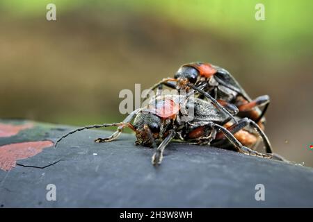 Gewöhnlicher Weichkäfer (Cantharis fusca) paart. Stockfoto