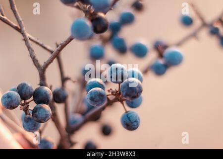 Wilder Schlehdorn. Blaue Schlehdornbeeren auf dem Ast im Spätherbst Stockfoto