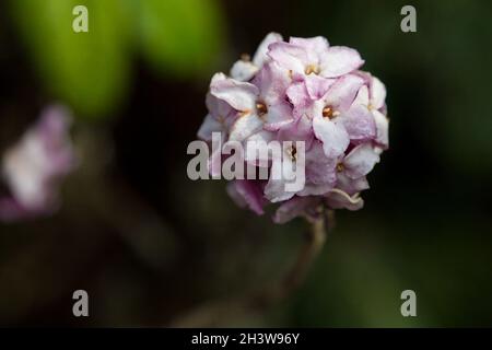 Blumen der nepalesischen Papierpflanze (Daphne bholua) Stockfoto