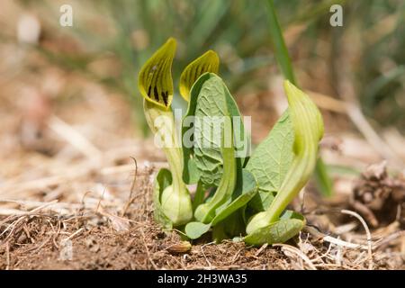 Aristolochia pallida, eine giftige mediterrane krautige Pflanze, Wirtspflanze der Zerynthia polyxena und vom Aussterben bedrohte europäische Schmetterlinge. Stockfoto