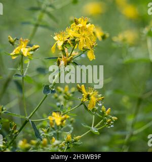 Im Sommer blühende Johanniskraut (Hypericum maculatum Crantz) Stockfoto