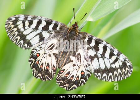 Der südliche Festoon (Zerynthia polyxena), ein frisch gefärbtes Männchen. Aostatal, italienische Alpen. Stockfoto