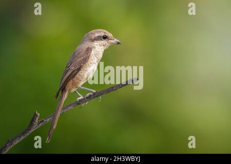 Bild eines Braunwürgers (Lanius cristatus), der auf einem Zweig auf Naturhintergrund thront. Vogel. Tiere. Stockfoto