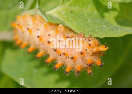 Der südliche Festoon (Zerynthia polyxena), Raupe, die sich von Aristolochia pallida ernährt, einer giftigen Pflanze und deren Schutz. Aostatal, italienische Alpen. Stockfoto