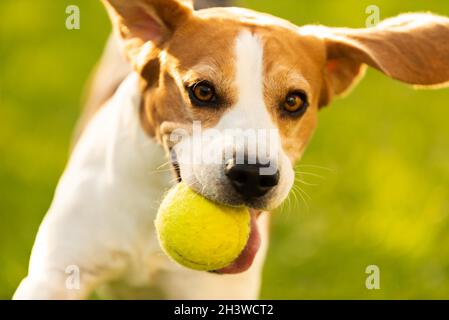 Beagle Hund Spaß im Garten draußen laufen und springen mit Kugel Stockfoto