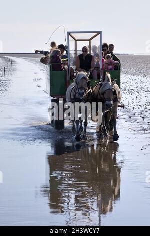 Pferdekutschenfahrten im Nationalpark Schleswig-Holsteinisches Wattenmeer, Deutschland, Europa Stockfoto