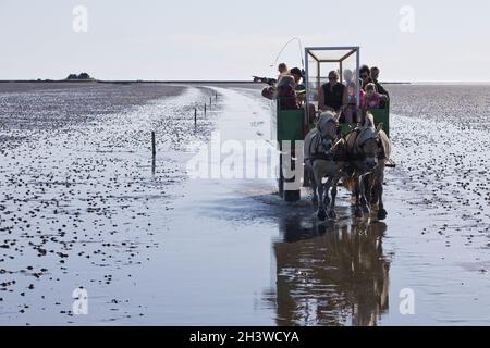 Pferdekutschenfahrten im Nationalpark Schleswig-Holsteinisches Wattenmeer, Deutschland, Europa Stockfoto