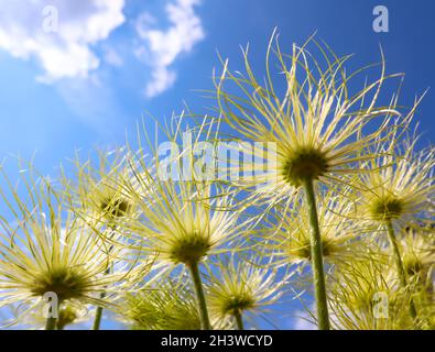 Alpine Anemone (Pulsatilla alpina Apiifolia) Früchte auf einem Hintergrund von blauer Himmel mit Wolken Stockfoto