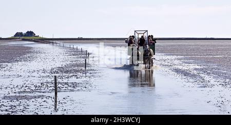 Pferdekutschenfahrten im Nationalpark Schleswig-Holsteinisches Wattenmeer, Deutschland, Europa Stockfoto