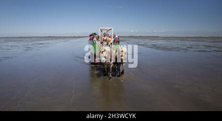 Pferdekutschenfahrten im Nationalpark Schleswig-Holsteinisches Wattenmeer, Deutschland, Europa Stockfoto