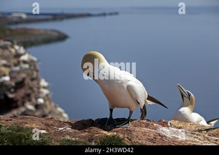 Brütende Nordgans (Morus bassanus) auf den roten Sandsteinziegeln, Helgoland, Deutschland, Europa Stockfoto