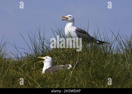 Zwei sogenannte Heringsmöwen (Larus argentatus), Düneninsel, Helgoland, Schleswig-Holstein, Deutschland Stockfoto