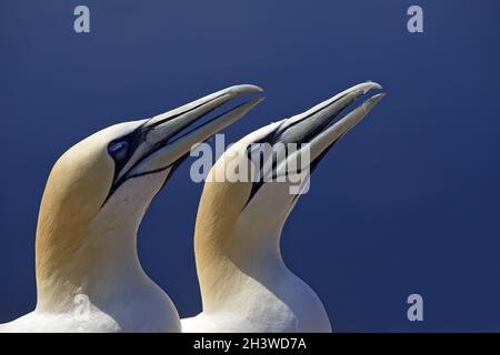 Zwei brütende Nordtölpel (Morus bassanus) warten auf Nahrung, Helgoland, Deutschland, Europa Stockfoto