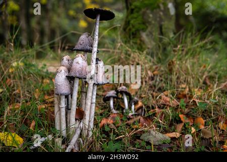 Eine herbstliche 3-Aufnahme HDR-Aufnahme der Shaggy Ink Cap, Coprinus comatus, aka Lawyers WIG und Shaggy Mane, in Moidart, Schottland. 15. Oktober 2021 Stockfoto