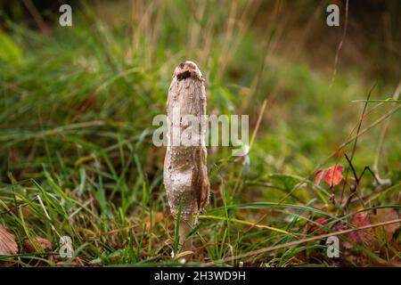 Eine herbstliche 3-Aufnahme HDR-Aufnahme der Shaggy Ink Cap, Coprinus comatus, aka Lawyers WIG und Shaggy Mane, in Moidart, Schottland. 15. Oktober 2021 Stockfoto