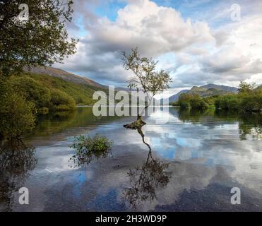 Abenddämmerung am einsame Baum von Llyn Padarn in Snowdonia, Gwynedd Wales Vereinigtes Königreich Stockfoto