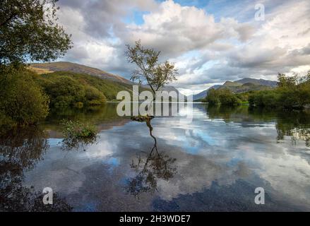 Abenddämmerung am einsame Baum von Llyn Padarn in Snowdonia, Gwynedd Wales Vereinigtes Königreich Stockfoto