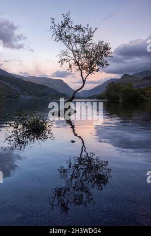 Abenddämmerung am einsame Baum von Llyn Padarn in Snowdonia, Gwynedd Wales Vereinigtes Königreich Stockfoto