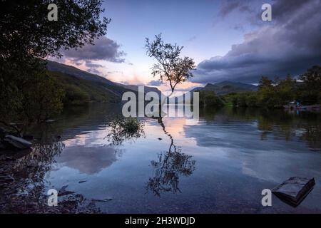 Abenddämmerung am einsame Baum von Llyn Padarn in Snowdonia, Gwynedd Wales Vereinigtes Königreich Stockfoto