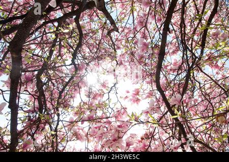 Magnolienbaum Blumen blühen im Frühjahr Stockfoto