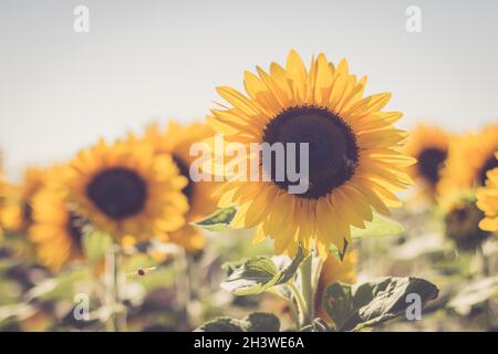 Blühende Sonnenblumen blühen im Sommer, blauer Himmel Stockfoto