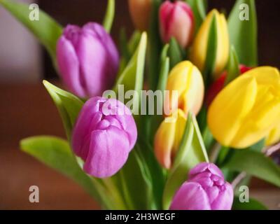 Nahaufnahme von bunten Tulpen Stockfoto