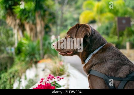 Ein labrador-Hund aus Schokolade, der in voller Alarmbereitschaft steht, nachdem er den Vögeln zugehört hat, die im Baum rund um Marbella in Südspanien singen Stockfoto