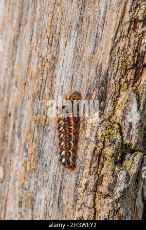 Knoten-Grasmotte, Caterpillar 'Arconicta rumicis' Stockfoto