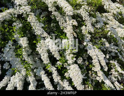 Kleinen weißen Blüten der Thunberg spirea (Fabrikantenvilla thunbergii) Bush in der Blüte Stockfoto