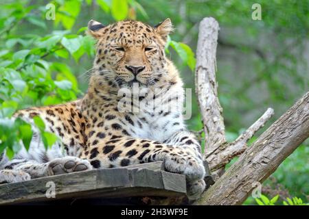 Amur-Leopard (Panthera pardus orientalis). Stockfoto