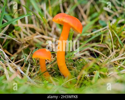 Ein Millionen-Wachskappenpilz in Mitte Wales im Herbst Stockfoto