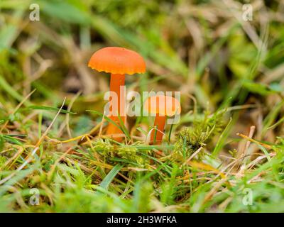 Ein Millionen-Wachskappenpilz in Mitte Wales im Herbst Stockfoto