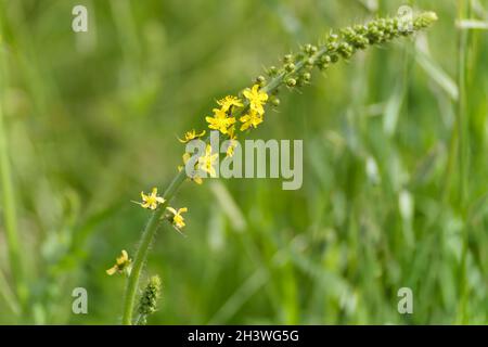 Agrimony (Agrimonia eupatoria L) blüht im Sommer Stockfoto