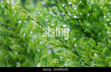 Nahaufnahme der grünen Blätter des immergrünen Nadelbaums Lawson Cypress oder Chamaecyparis lawsoniana nach dem Regen. Extreme Bokeh mit Stockfoto