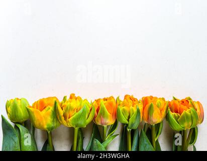 Reihe von schönen orange Tulpen auf weißem Hintergrund. Perfekt für Hintergrund Grußkarte Stockfoto
