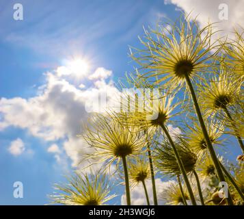 Alpine Anemone (Pulsatilla alpina Apiifolia) Früchte auf einem Hintergrund von blauen Himmel mit Sonne und Wolken Stockfoto