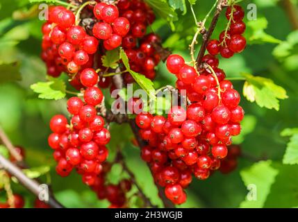 Trauben von roten Johannisbeeren auf den Zweigen eines Busches im Garten. Erntekonzept Stockfoto