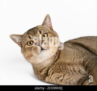 Erwachsene graue schottische gerade Chinchilla Katze liegt auf weißem Hintergrund, das Tier schaut auf die Kamera und ruht Stockfoto