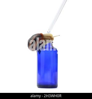 Braune Schnecke sitzt auf einer blauen, transparenten Glasflasche mit Pipette, Produkt auf weißem Hintergrund Stockfoto