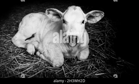 Schönes weißes Kalb, das mit der Zunge aus dem Stroh liegt. Schwarzweiß-Bild. Stockfoto