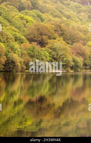 Reflexionen, die an einem frühen Herbsttag in Llyn Dinas, Gwynedd Snowdonia Wales, Großbritannien, festgehalten wurden Stockfoto