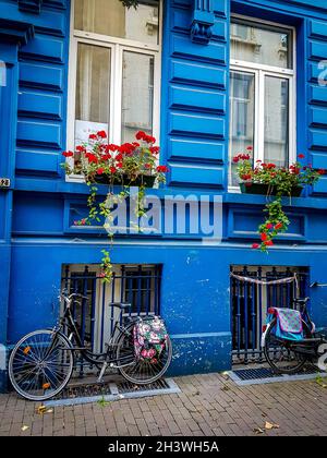 Eine blaue Wand mit zwei Fahrrädern, die von ihr unterstützt werden, und zahlreichen kleinen roten Blumen Stockfoto